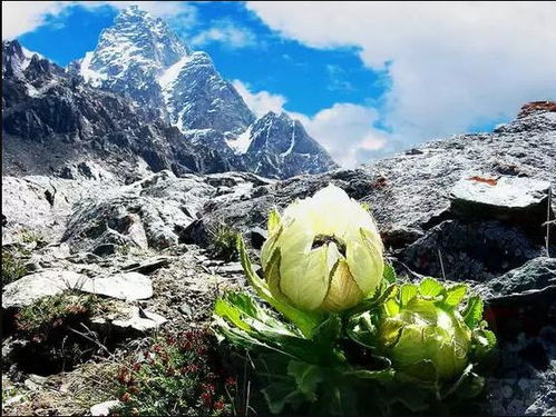 男子偷挖天山雪莲四年攒五千株，犯罪行为的深度剖析