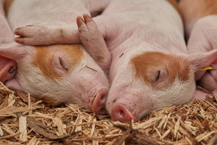 多家养猪企业2月增收显著 机构称3月猪价降温迹象隐现