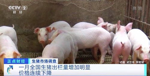 河南生猪存栏量连续两月回升