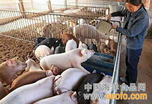 河南推出复养“保险超市”助力生猪稳产保供
