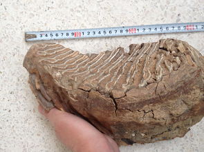 古脊椎所亚洲圆柱齿鼠类化石研究获进展