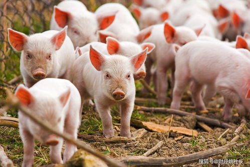 江西上高县生猪复养增产取得阶段性进展